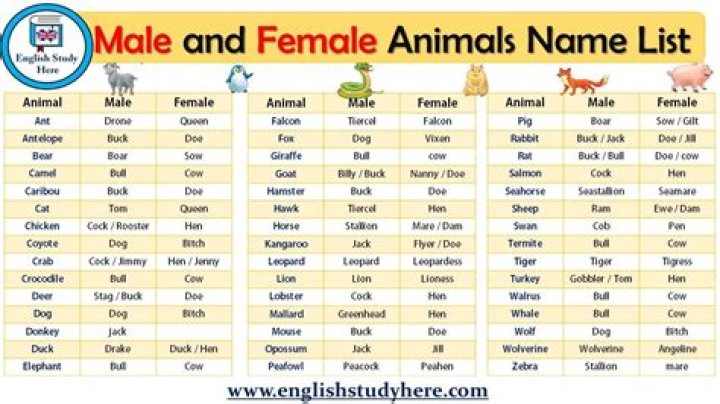 Male and Female Animal Names List PDF – Complete Guide