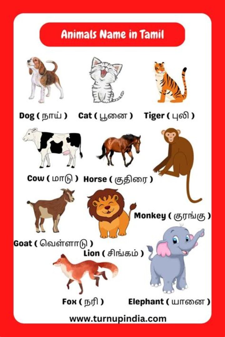 Animals Name List in English & Tamil PDF – Free Download