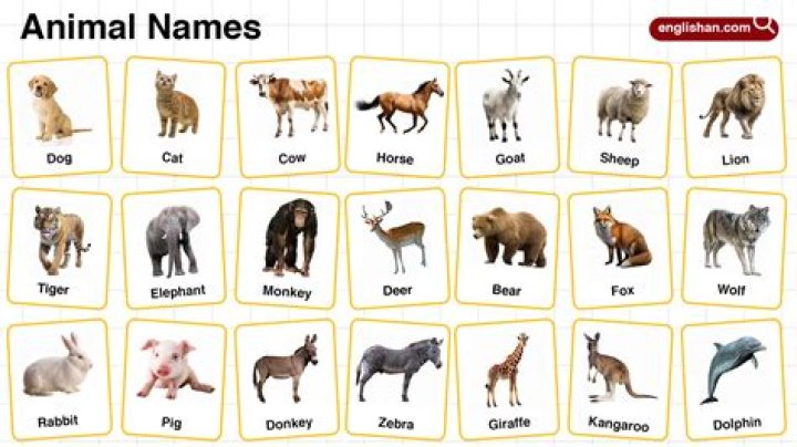 Complete Animals Name List in English PDF – Download for Free