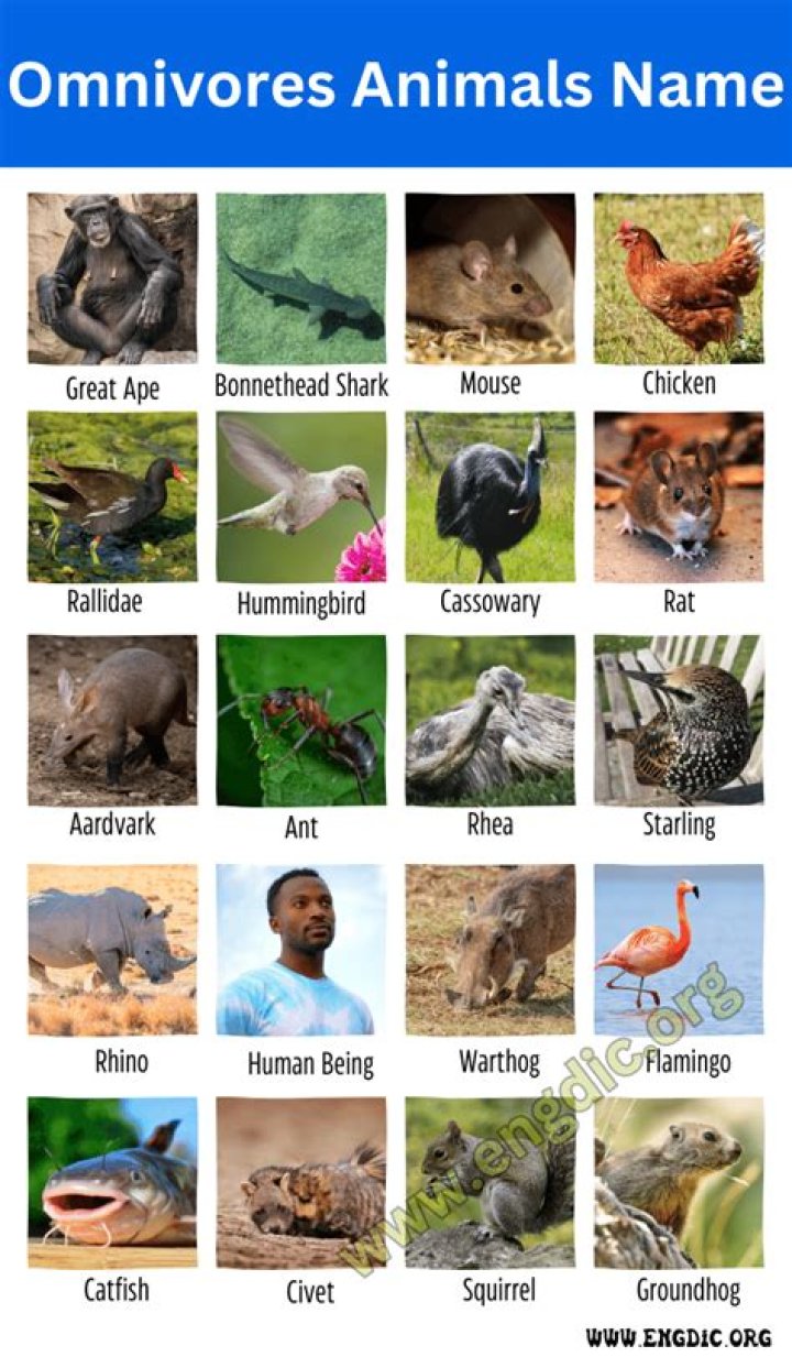 Complete Animals Name List PDF for Kids & Educators