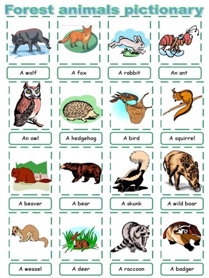Learn Animal Vocabulary with PDF: Essential Words List