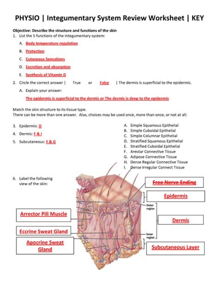 Integumentary System Answer Key & Worksheet Answers PDF