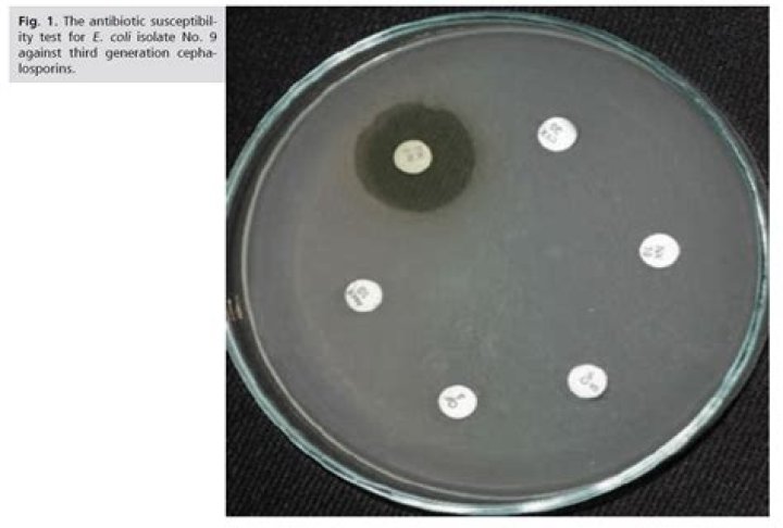 Antibiotic Resistance Test PDF: Accurate & Reliable Results