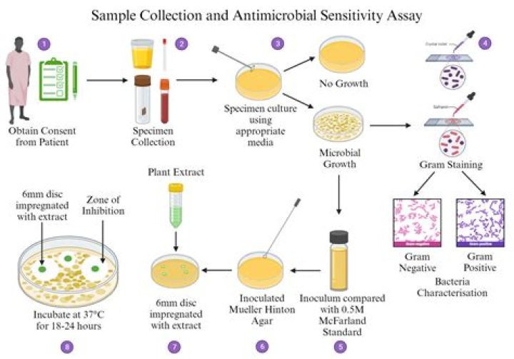Antimicrobial Activity Test PDF: Essential Lab Guide