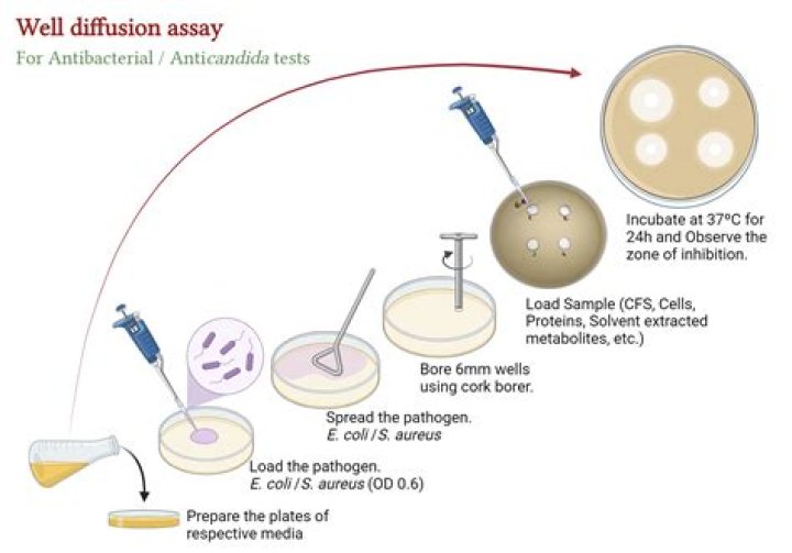 Antimicrobial Susceptibility Testing: Disk Diffusion Method Guide – PDF