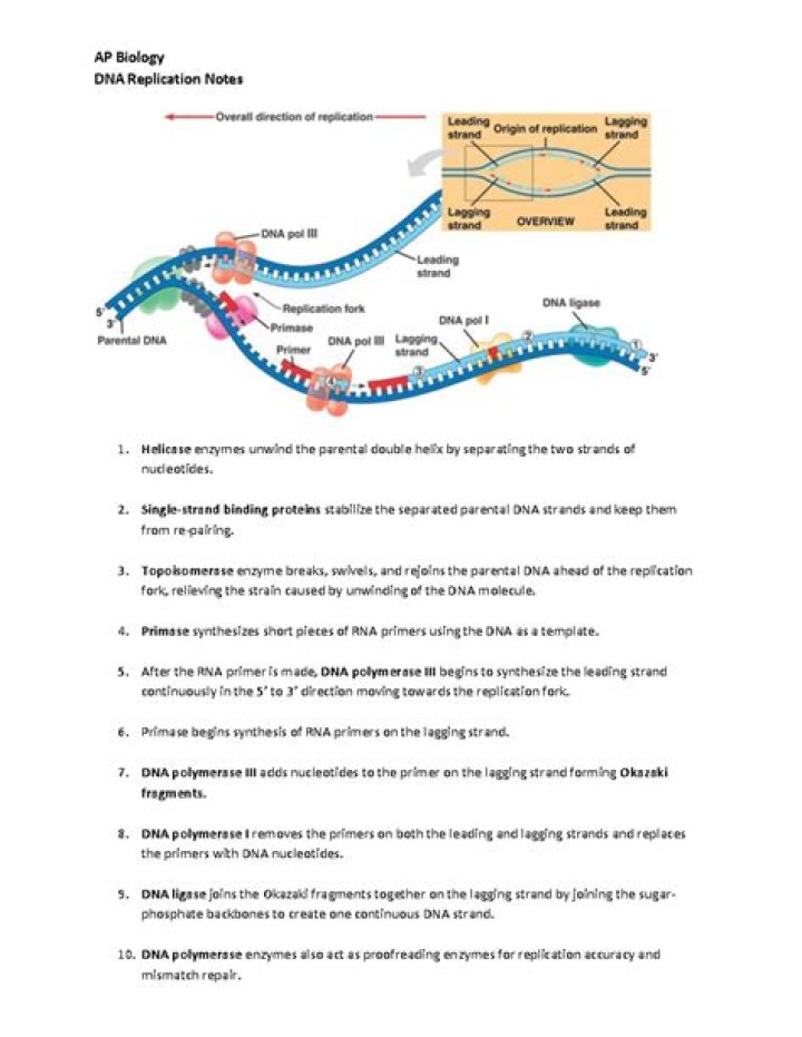 AP Biology DNA Replication Test PDF: Detailed Study Guide