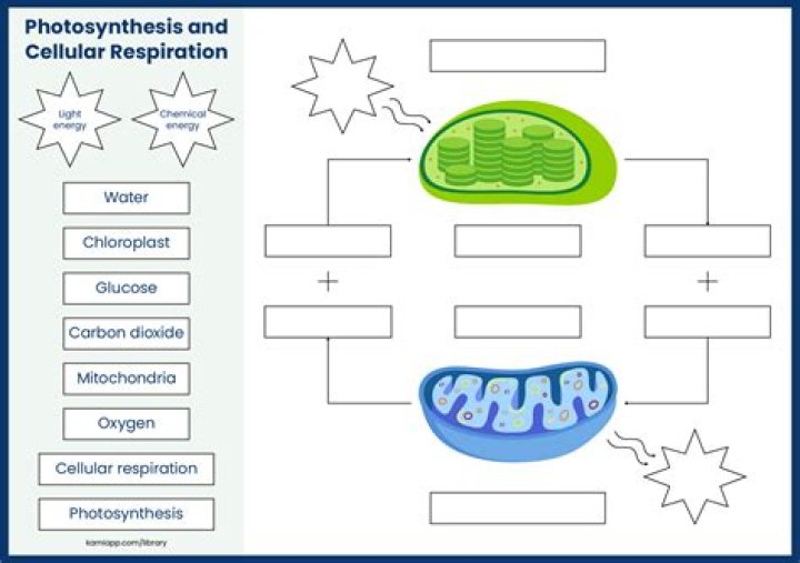 AP Biology Test: Cellular Respiration & Photosynthesis Practice PDF
