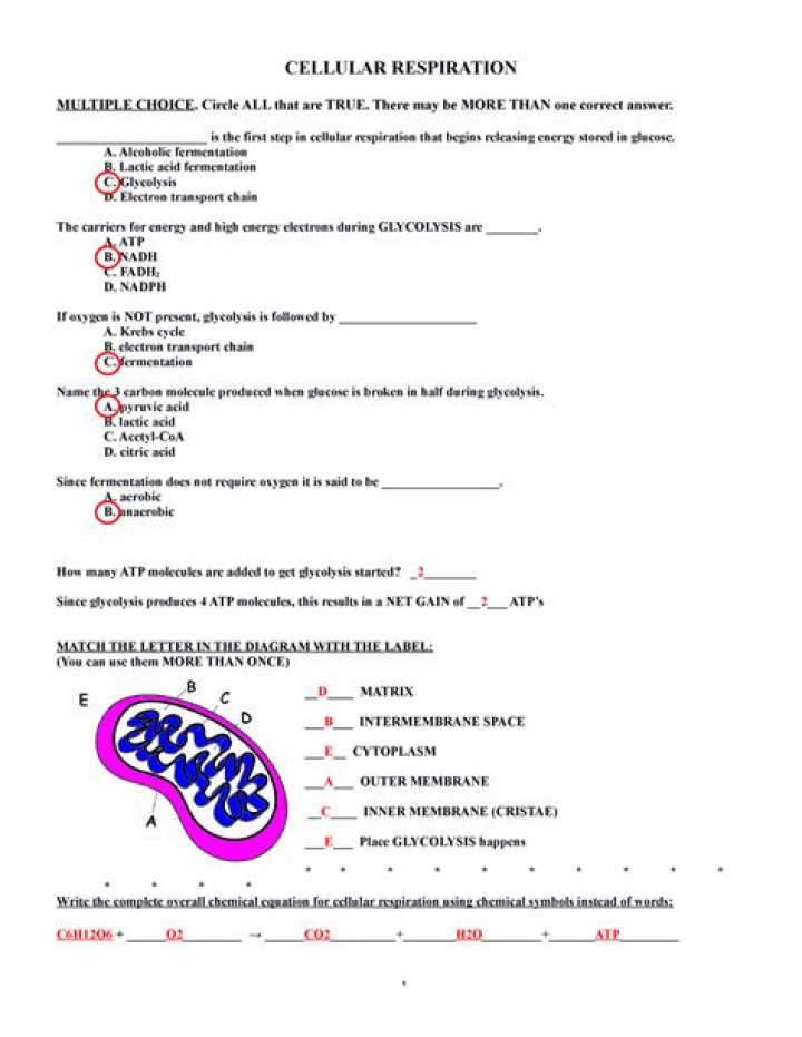 AP Biology Cellular Respiration Multiple Choice Test PDF Practice