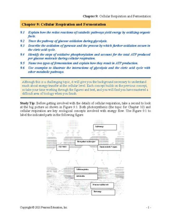 AP Biology Chapter 8 Test PDF – Practice Exam & Answers