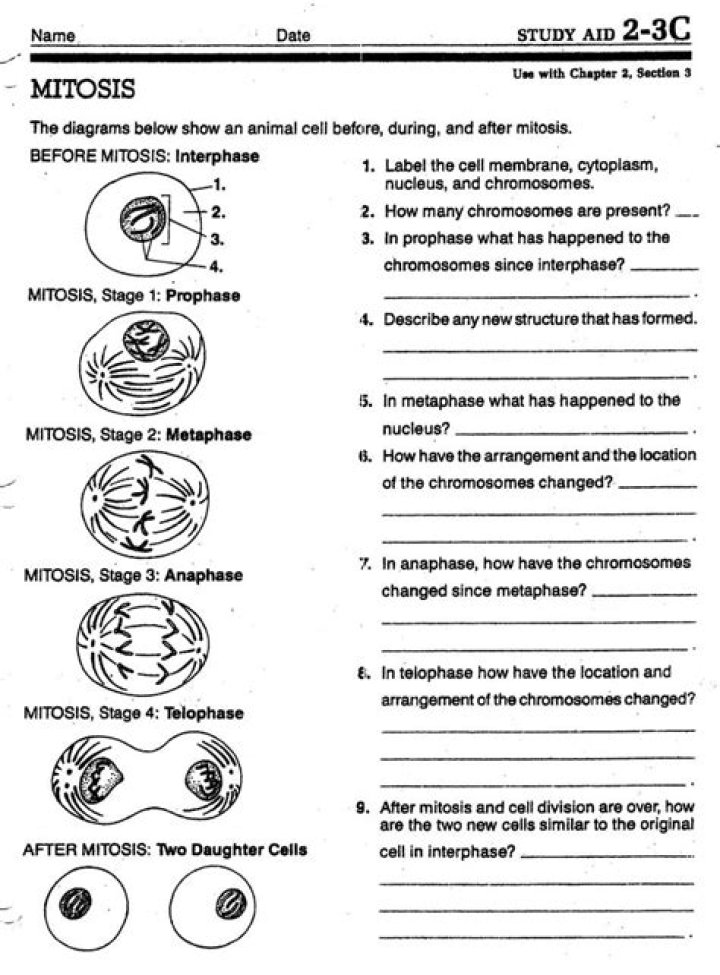 AP Biology Mitosis Test PDF: Practice Questions & Answers