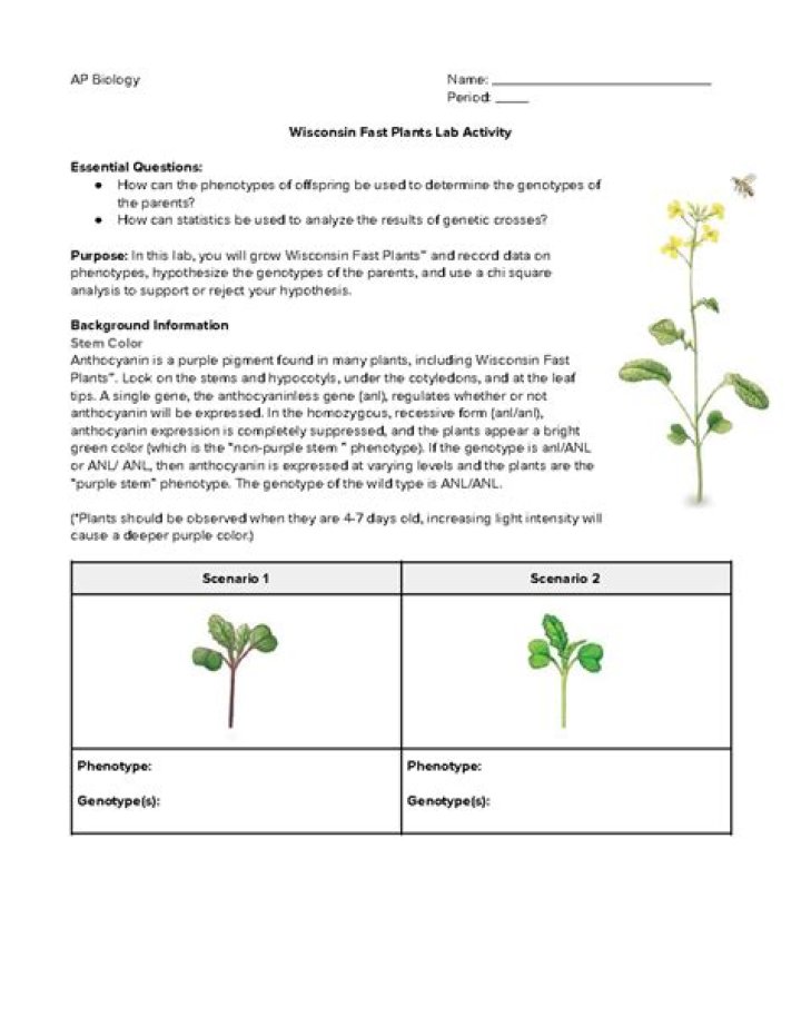 AP Biology Plants Test Questions PDF – Practice Exam with Answers