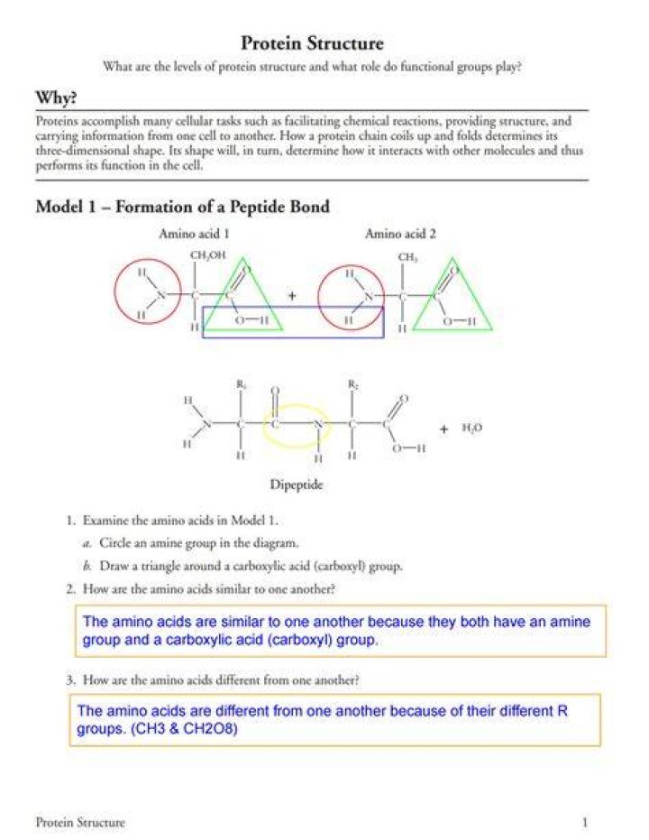 AP Biology Protein Structure POGIL Answer Key PDF