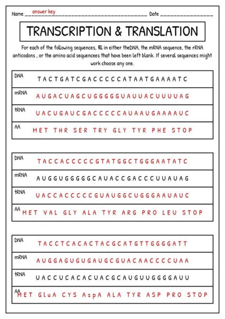 AP Biology Transcription and Translation Test PDF Practice Exam