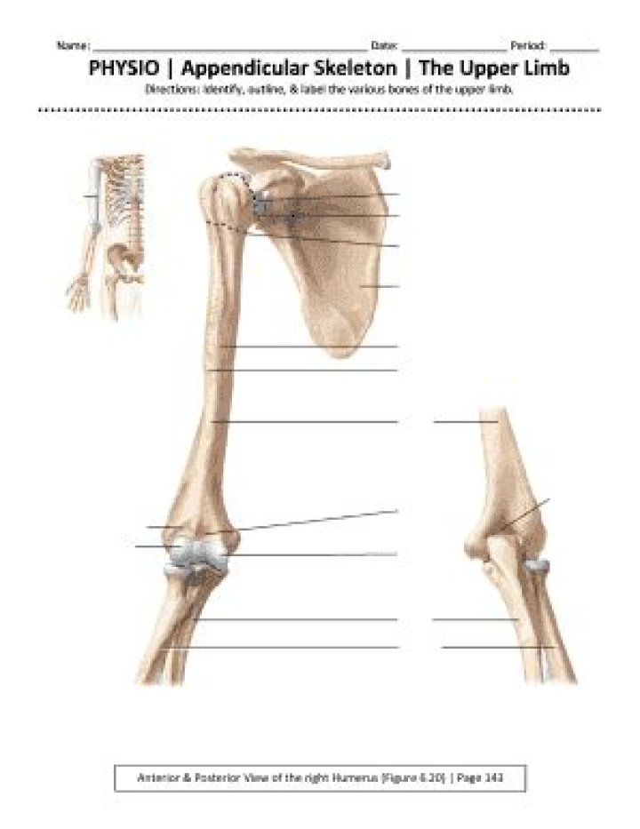 Appendicular Skeleton Labeling Worksheet PDF for Anatomy Students