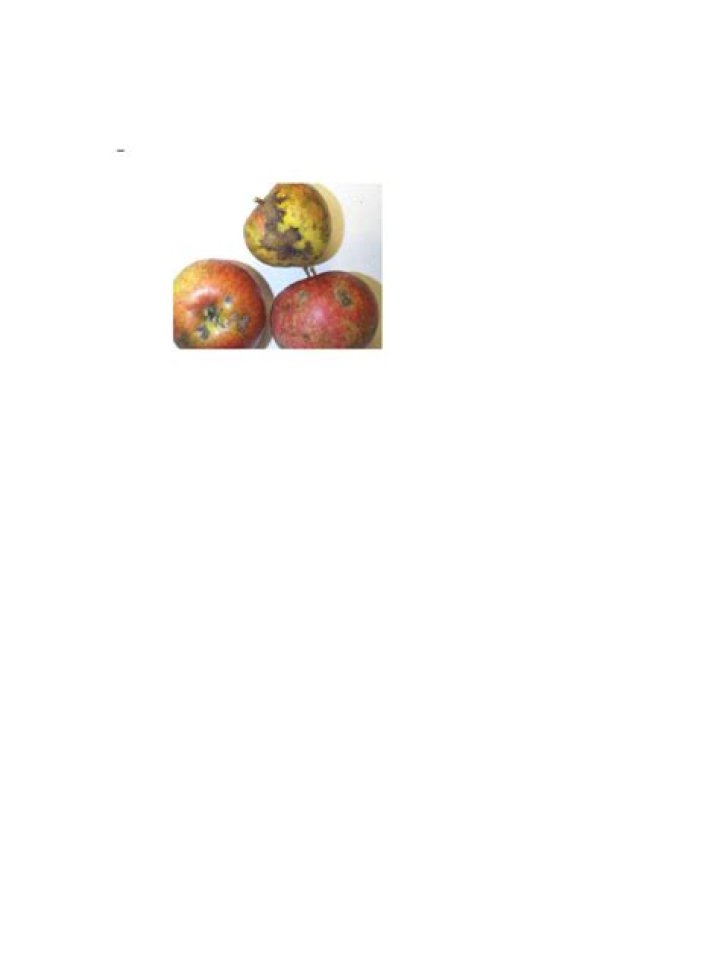 Apple Diseases and Their Management: A Comprehensive PDF Guide