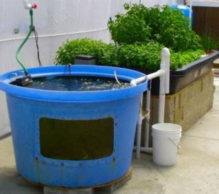 Aquaponics Plans PDF: Complete DIY Guide for Home Growers
