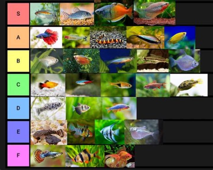 Complete Aquarium Fish List PDF for Beginners