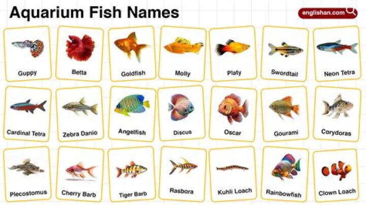 Aquarium Fish List with Pictures & Prices – Perfect Picks & Budget Guide