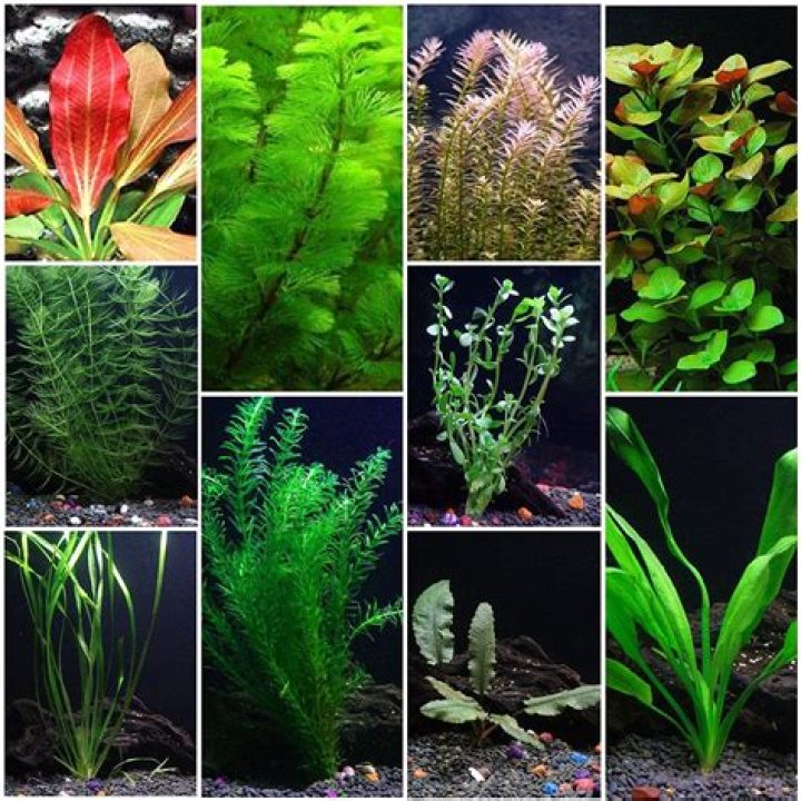 Complete Aquarium Plants List PDF – Best Low-Maintenance Species
