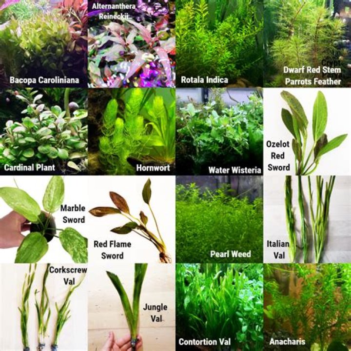 Aquarium Plants List with Pictures PDF – Complete Guide