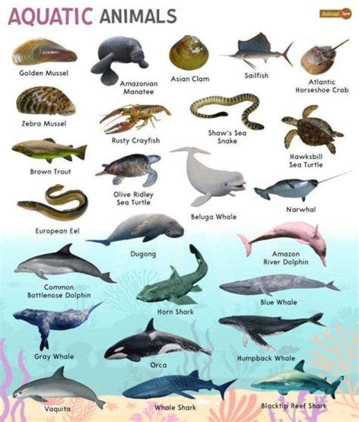 Complete Aquatic Animals List PDF – Species Guide