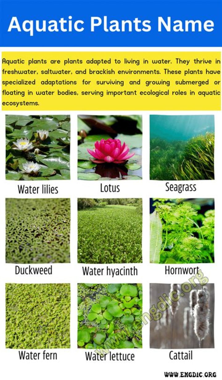 Complete Aquatic Plants List PDF for Home Aquariums