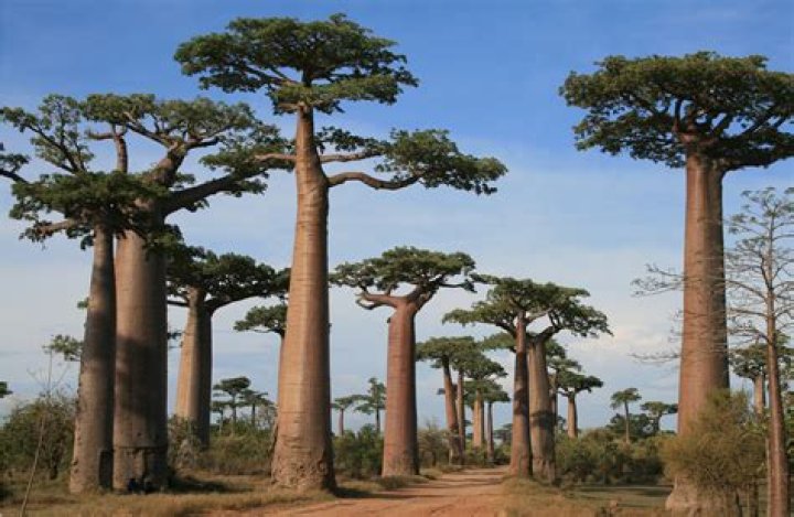 Arbre de Madagascar Liste PDF: Tous les Espèces Enregistrées