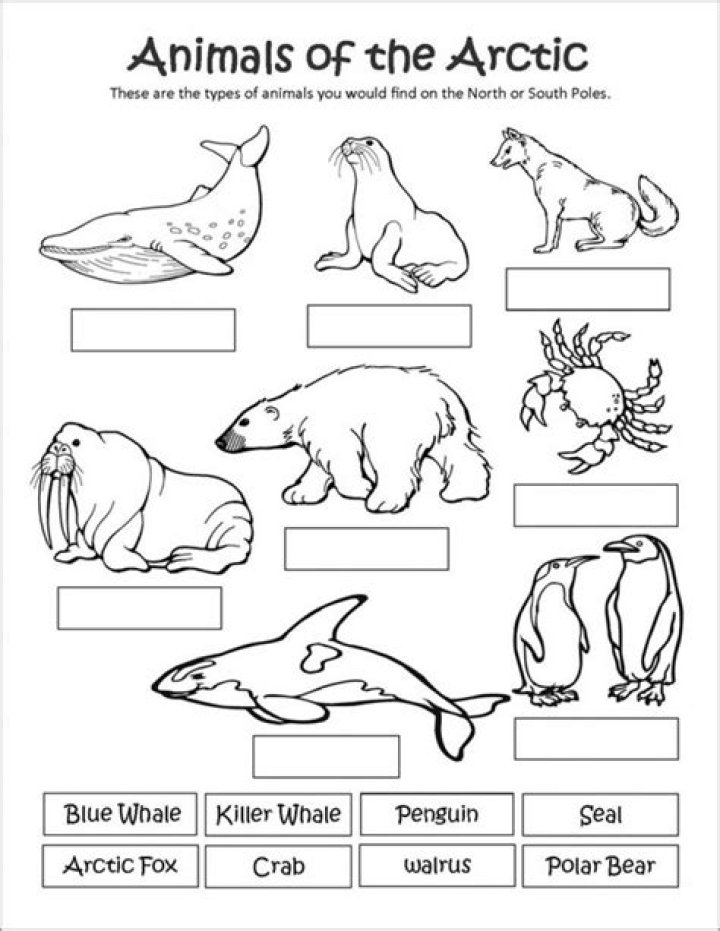 Arctic Animals Worksheets for Preschool PDF – Free Printable Activities