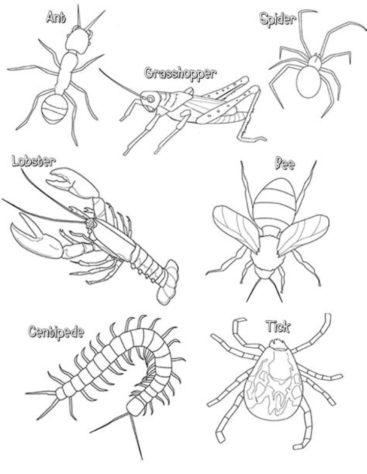 Arthropods Worksheet PDF: Free Educational Resource for Students