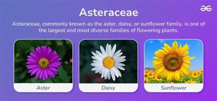 Asteraceae Family Plants List PDF: Complete Guide