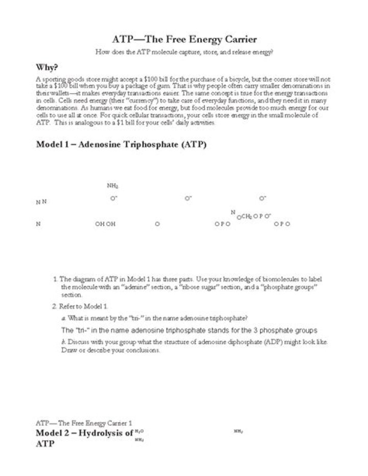 Atp: The Free Energy Carrier – Answer Key PDF