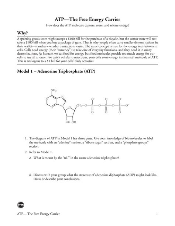 Atp: The Free Energy Carrier – Pogil Answer Key PDF