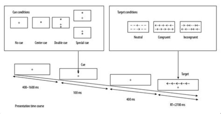 Attention Network Test PDF: Assess Focus & Cognitive Control