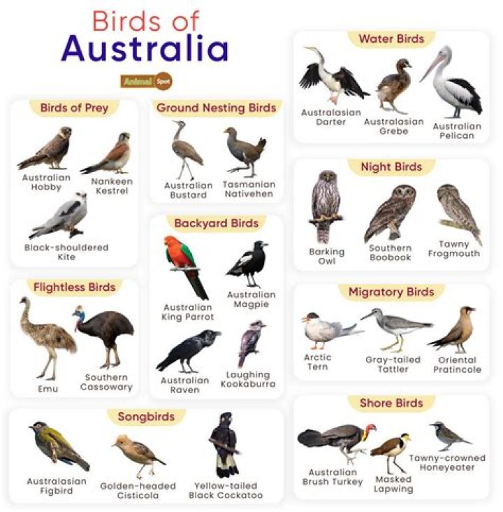 Australian Birds List with Pictures and Names PDF Download