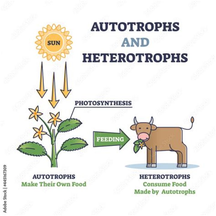 Autotrophs and Heterotrophs Worksheet PDF for Biology Students
