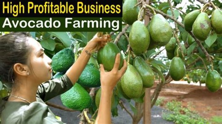 Avocado Farming Business Plan PDF: Start & Grow Your Farm Today
