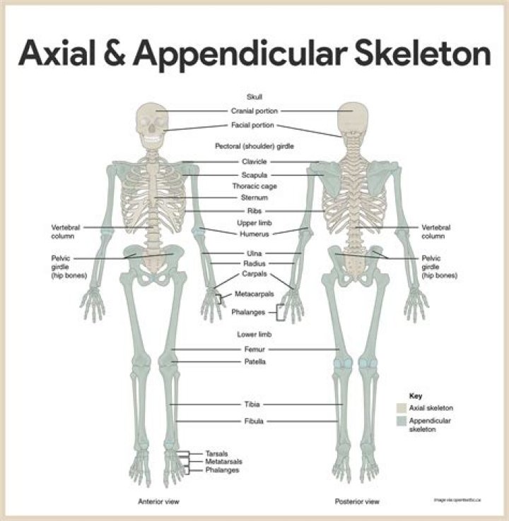 Complete Axial and Appendicular Skeleton Bones List PDF Guide