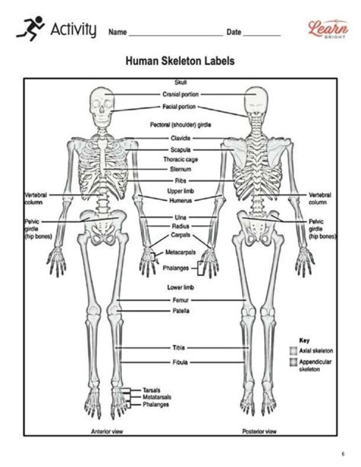 Axial Skeleton Worksheet PDF for Anatomy Students