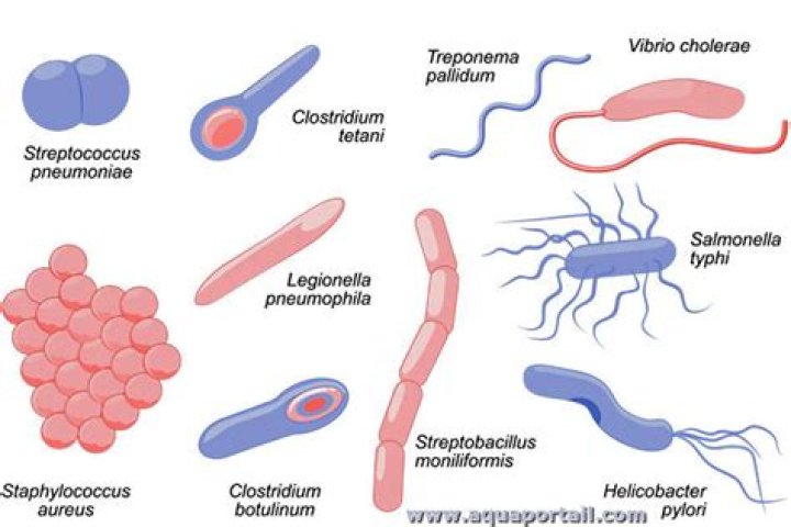 Complete Bacteria Names List PDF for Scientific Reference