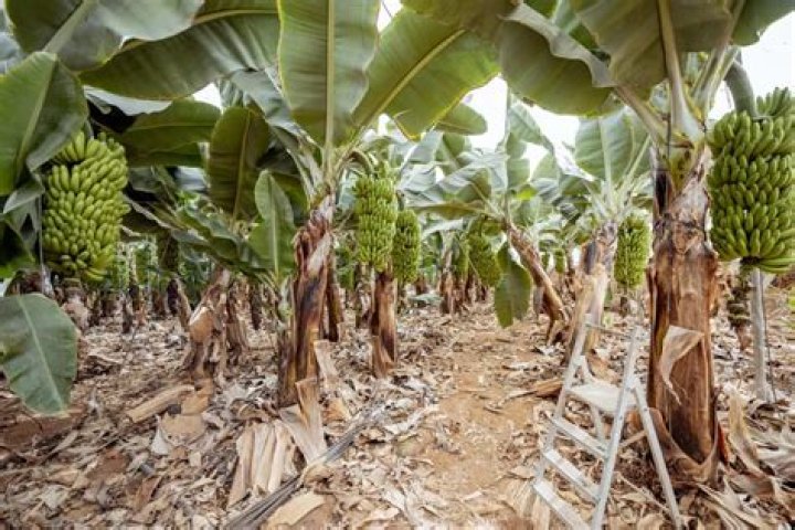 Banana Fertilizer Management PDF: Optimize Plant Growth