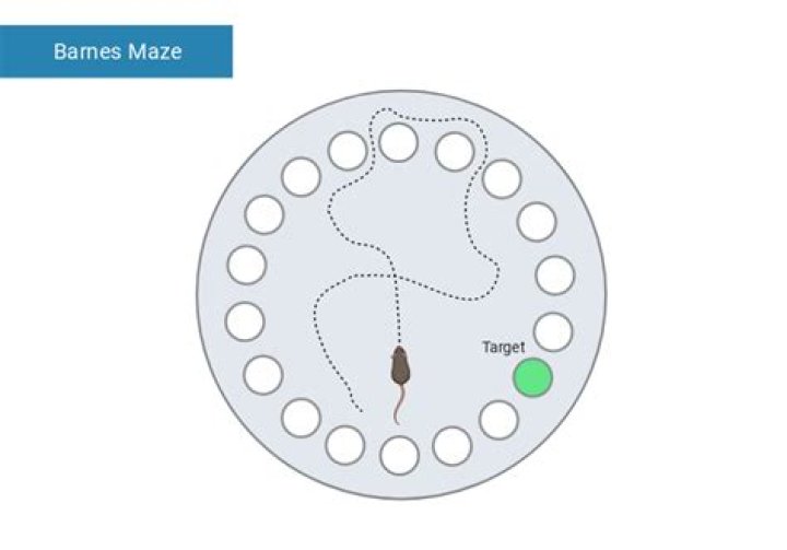 Barnes Maze Test Protocol PDF – Official Guidelines & Procedure