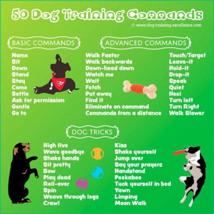 Basic Dog Training Commands List PDF: Essential Commands for Every Owner