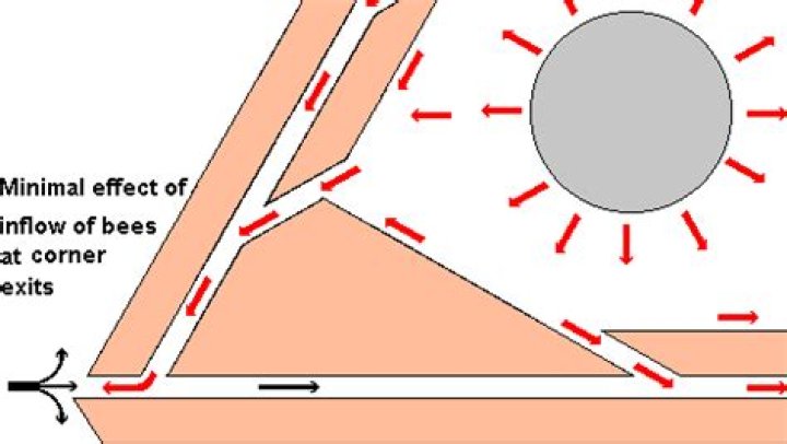 Bee Escape Plans PDF: Emergency Steps to Safely Relocate Bees