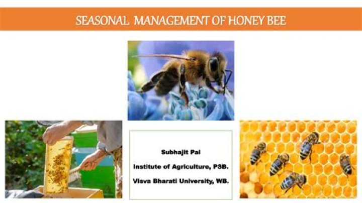 Bee Management PDF: Expert Guide for Healthy Hives