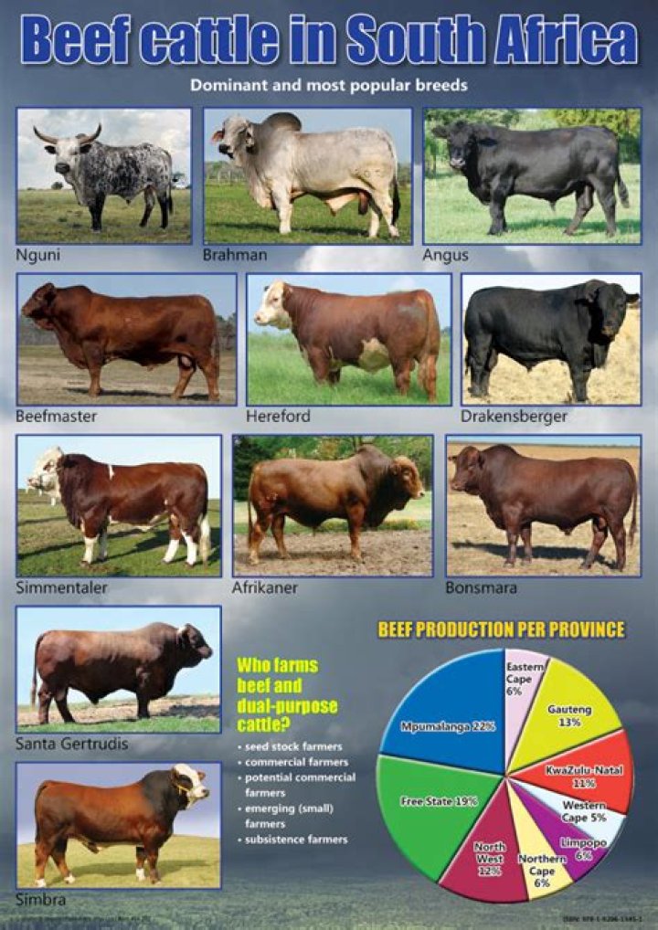 Mastering Beef Cattle Management in South Africa: A Comprehensive PDF Guide