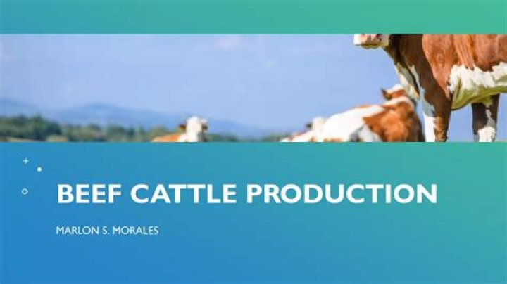 Beef Cattle Production and Management in Ethiopia: Key Insights from Expert PDF Guide