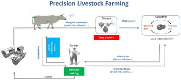 Expert Beef Farm Management PDF Guide