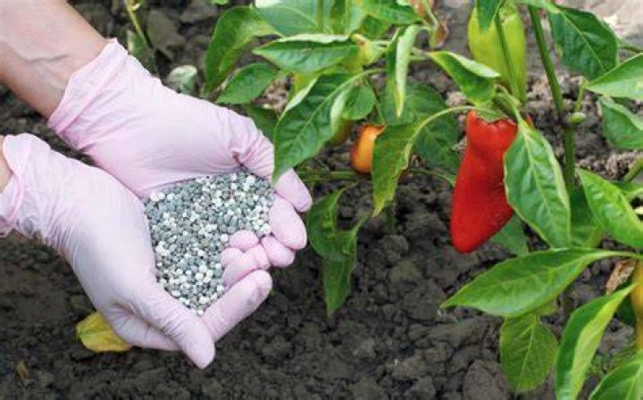 Bell Pepper Fertilization Management PDF: Optimize Yield & Growth