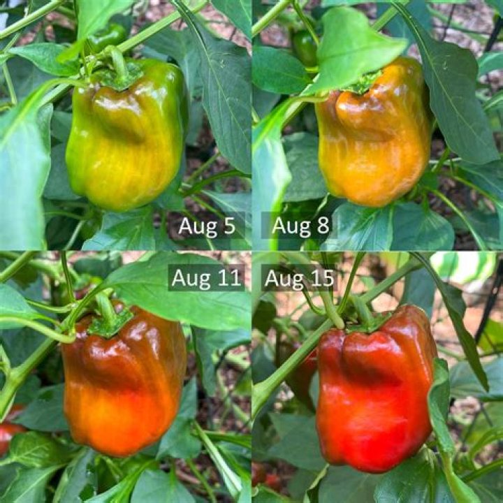 Bell Pepper Integrated Management: Expert PDF Guide