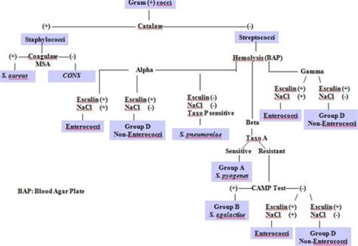 Biochemical Test for Bacteria PDF: Accurate Results in One Download